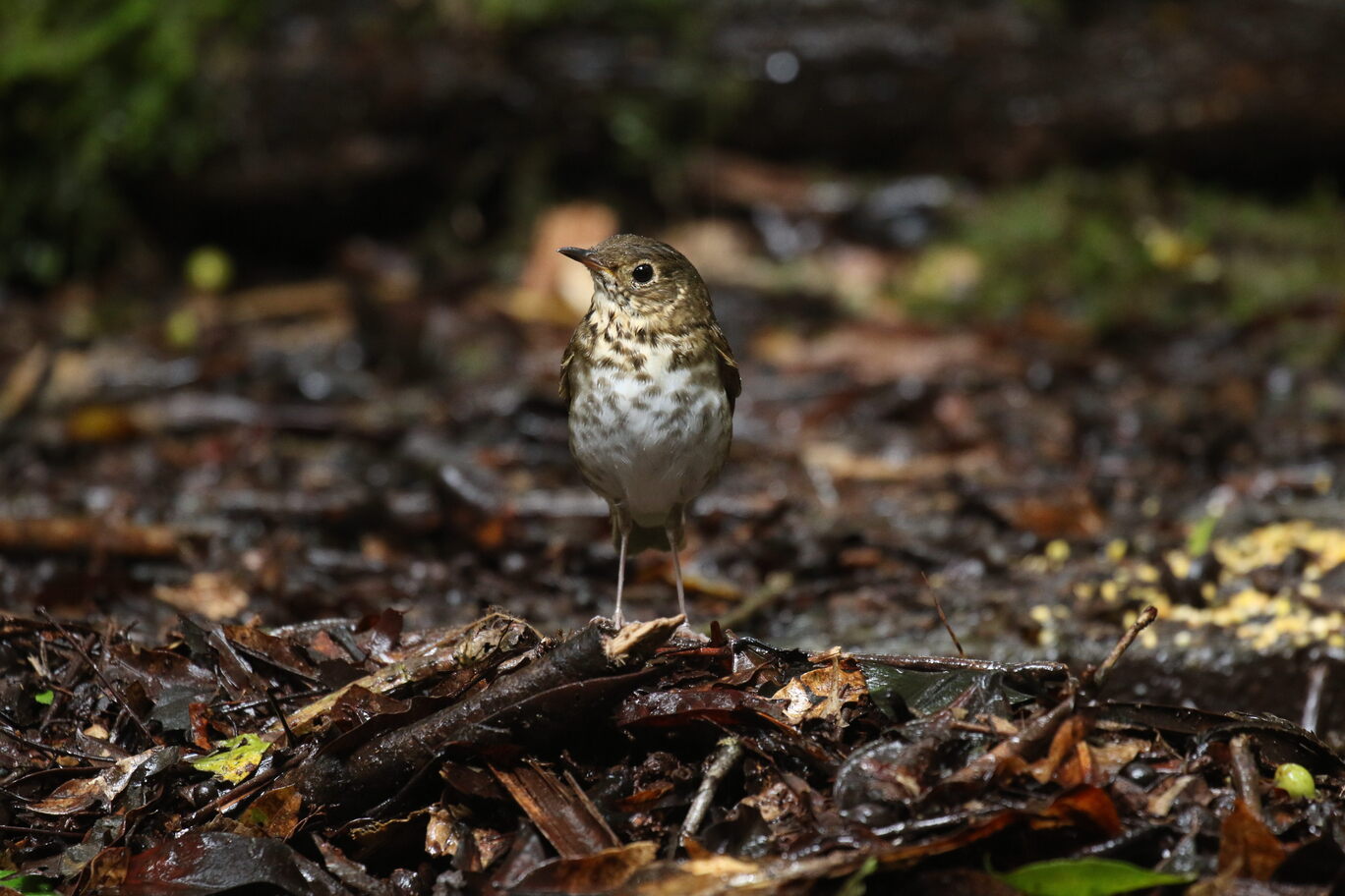 SWAINSON´S THRUSH